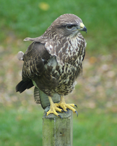 Buzzard on the Gate Post
